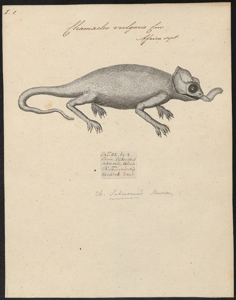 Chamaeleo vulgaris - 1700-1880 - Print - Iconographia Zoologica - Special Collections University of Amsterdam - UBA01 IZ12300031.jpg
