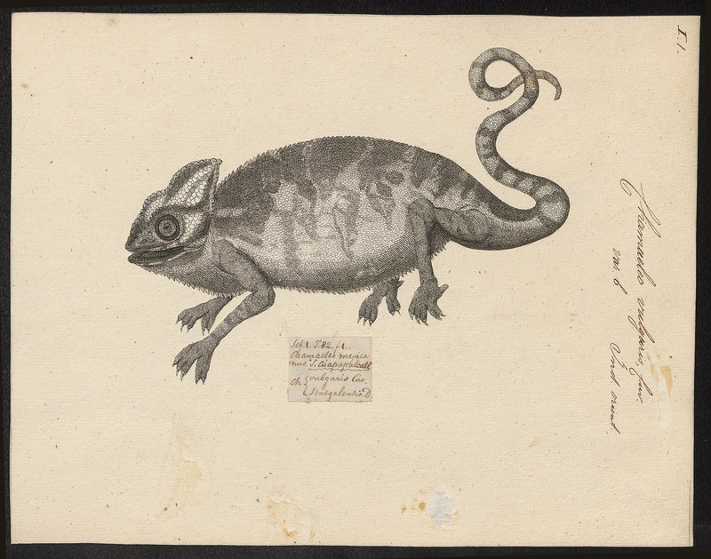 Chamaeleo vulgaris - 1700-1880 - Print - Iconographia Zoologica - Special Collections University of Amsterdam - UBA01 IZ12300033.jpg