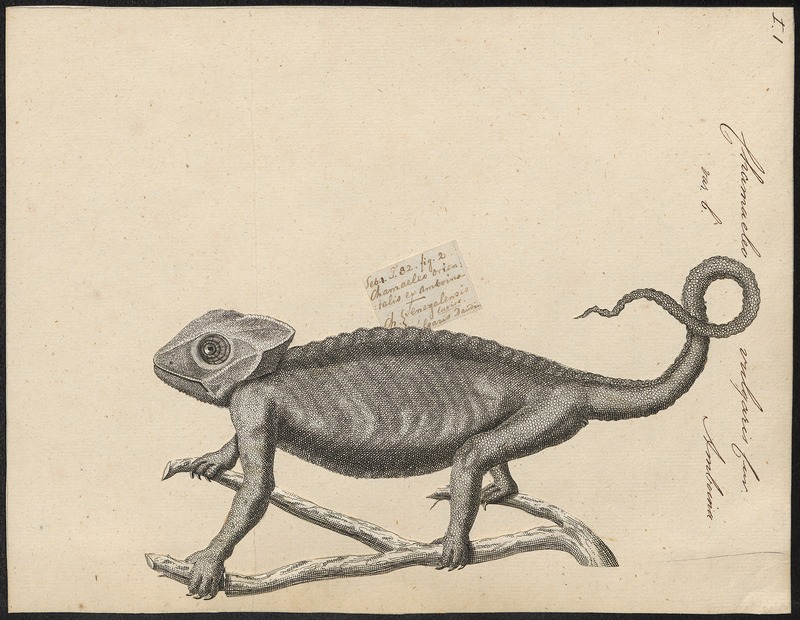 Chamaeleo vulgaris - 1700-1880 - Print - Iconographia Zoologica - Special Collections University of Amsterdam - UBA01 IZ12300037.jpg