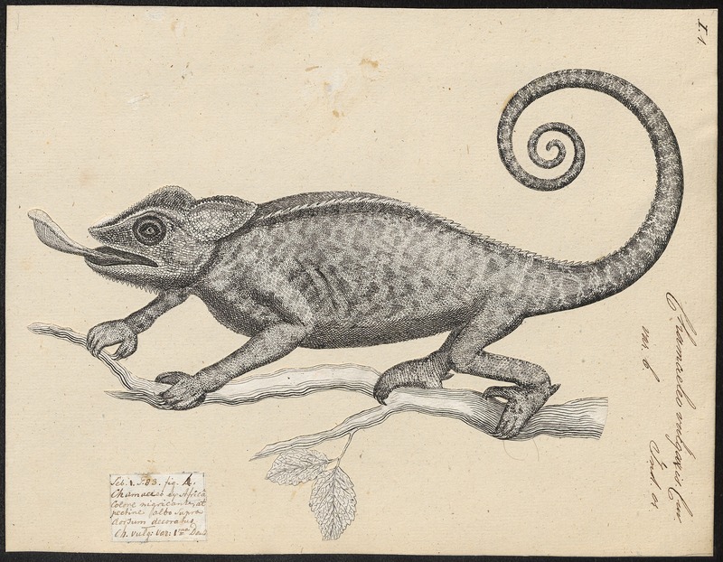 Chamaeleo vulgaris - 1700-1880 - Print - Iconographia Zoologica - Special Collections University of Amsterdam - UBA01 IZ12300039.jpg