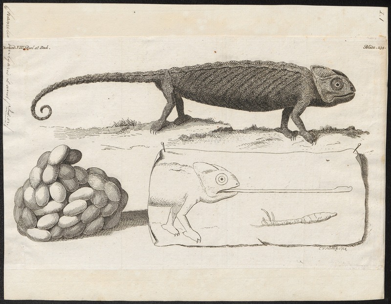 Chamaeleo vulgaris - met eieren - 1700-1880 - Print - Iconographia Zoologica - Special Collections University of Amsterdam - UBA01 IZ12300021.jpg