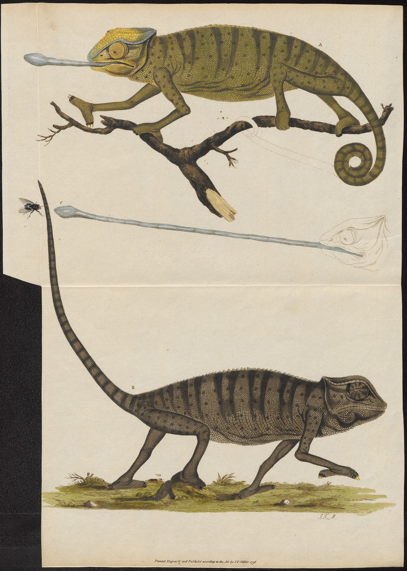 Lacerta chamaeleon - 1700-1880 - Print - Iconographia Zoologica - Special Collections University of Amsterdam - UBA01 IZ12300005.jpg