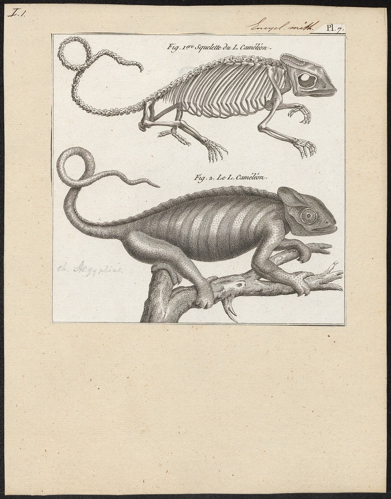 Chamaeleo aegyptius - 1700-1880 - Print - Iconographia Zoologica - Special Collections University of Amsterdam - UBA01 IZ12300047.jpg
