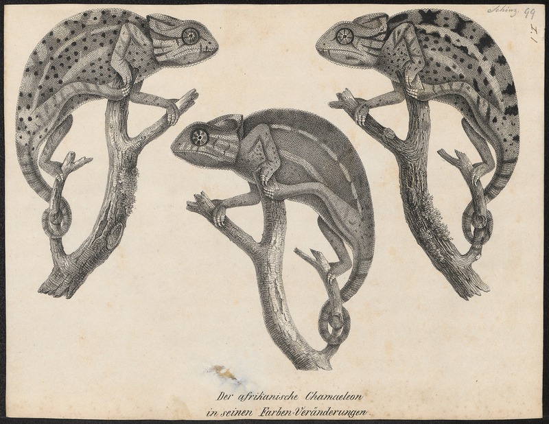 Chamaeleo africanus - 1700-1880 - Print - Iconographia Zoologica - Special Collections University of Amsterdam - UBA01 IZ12300025.jpg