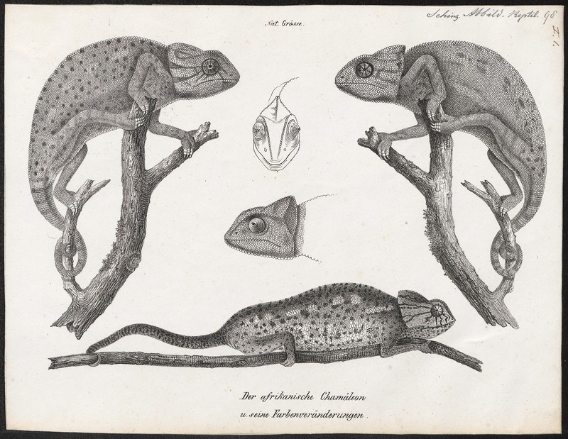 Chamaeleo africanus - 1700-1880 - Print - Iconographia Zoologica - Special Collections University of Amsterdam - UBA01 IZ12300027.jpg