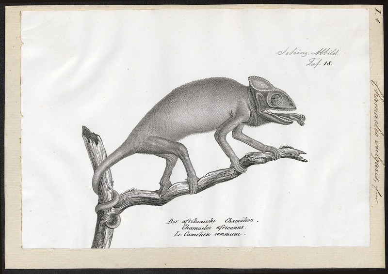 Chamaeleo vulgaris - 1700-1880 - Print - Iconographia Zoologica - Special Collections University of Amsterdam - UBA01 IZ12300035.jpg
