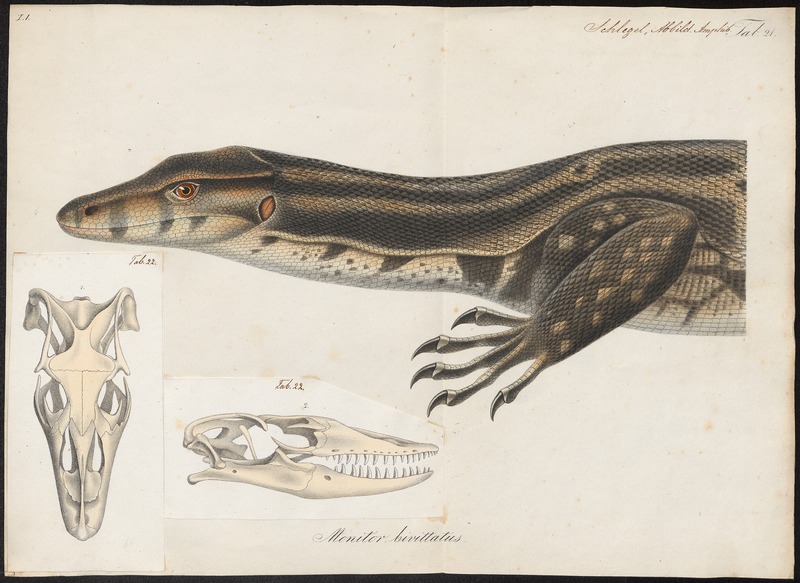 Varanus bivittatus - 1700-1880 - Print - Iconographia Zoologica - Special Collections University of Amsterdam - UBA01 IZ12400011.jpg
