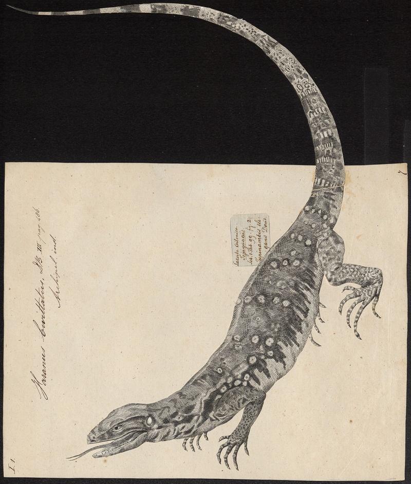 Varanus bivittatus - 1700-1880 - Print - Iconographia Zoologica - Special Collections University of Amsterdam - UBA01 IZ12400013.jpg