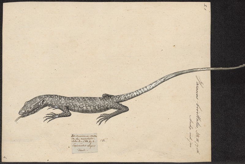 Varanus bivittatus - 1700-1880 - Print - Iconographia Zoologica - Special Collections University of Amsterdam - UBA01 IZ12400019.jpg