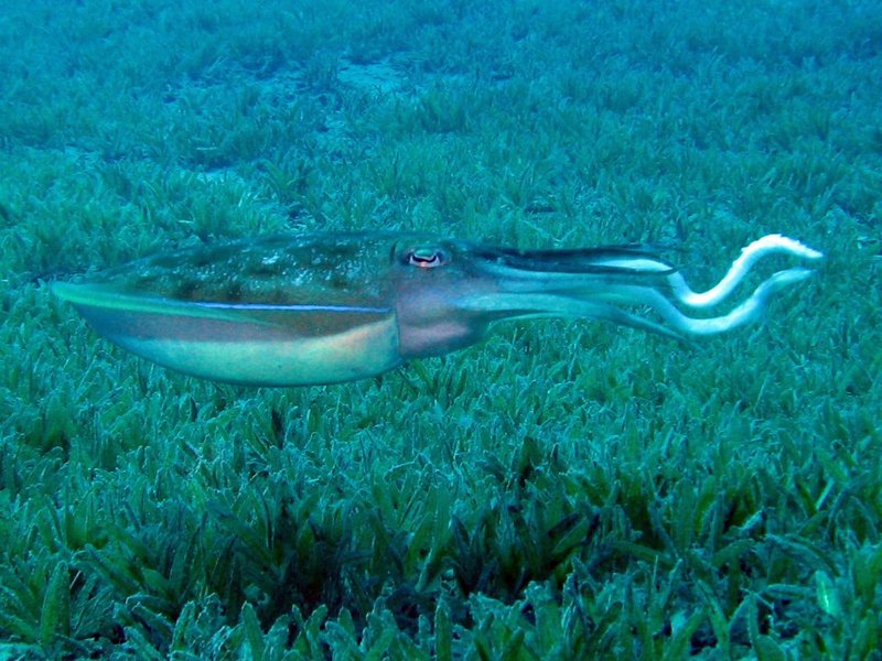 Sepia pharaonis - pharaoh cuttlefish (Sepia pharaonis).jpg