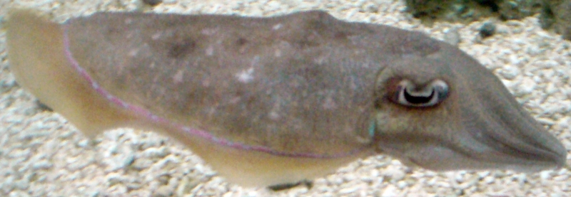 Pharoah Cuttlefish-Side View-Monterary Aquarium-April2-07.png