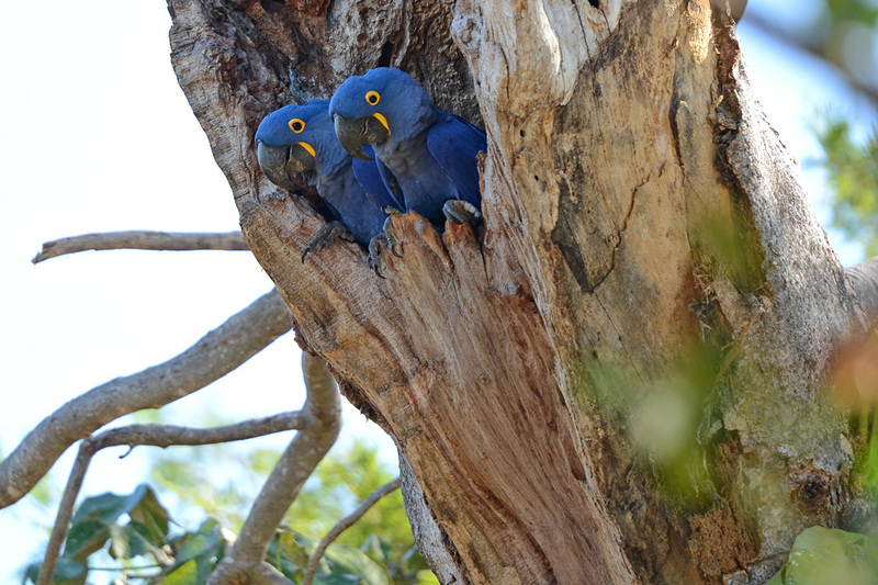 Anodorhynchus hyacinthinus -Mato Grosso do Sul, Brazil -nest-8 (3) - hyacinth macaws, hyacinthine macaw (Anodorhynchus hyacinthinus).jpg