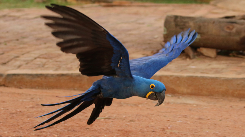 Hyacinth macaw (Anodorhynchus hyacinthinus) in flight.JPG