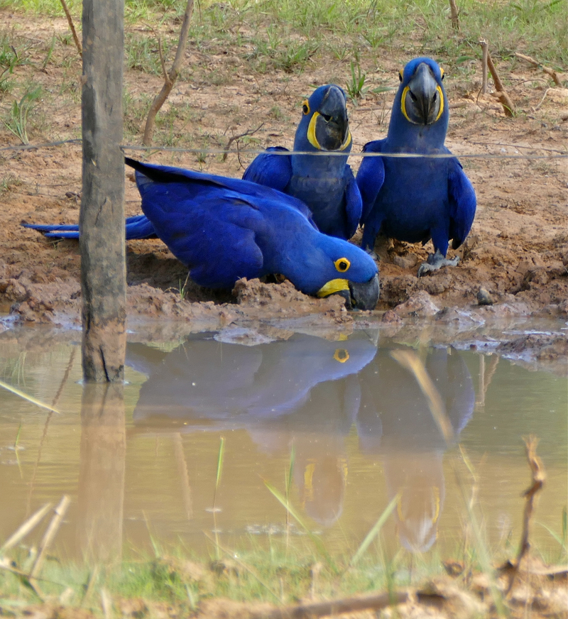 Hyacinth Macaws (Anodorhynchus hyacinthinus) drinking . . . (31489925586).jpg