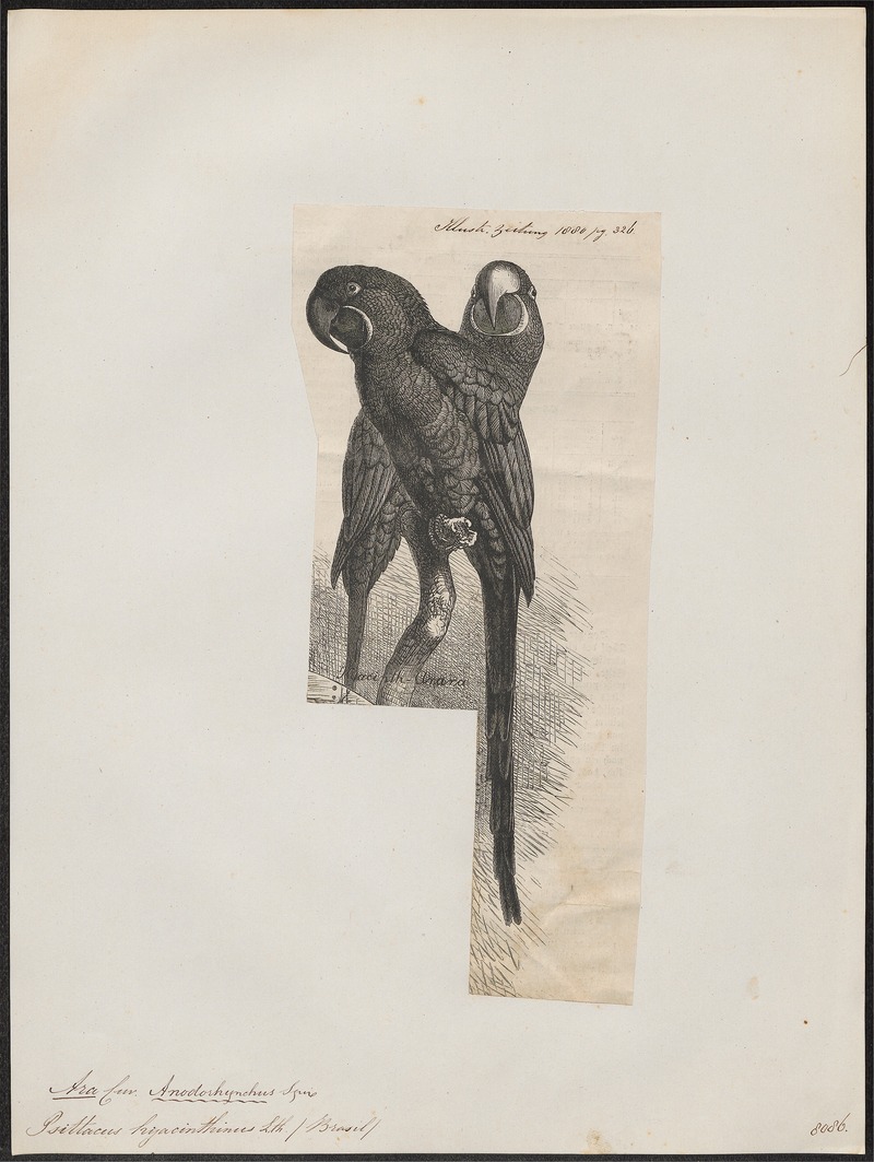 Ara hyacinthina - 1880 - Print - Iconographia Zoologica - Special Collections University of Amsterdam - UBA01 IZ18500129.jpg
