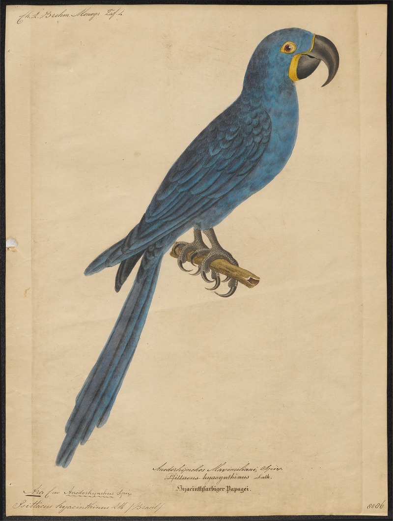 Ara hyacinthina - 1842-1855 - Print - Iconographia Zoologica - Special Collections University of Amsterdam - UBA01 IZ18500127.jpg