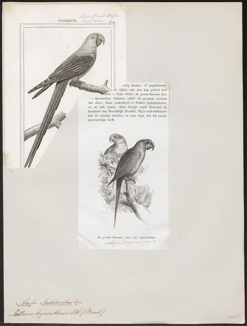 Ara hyacinthina - 1838 - Print - Iconographia Zoologica - Special Collections University of Amsterdam - UBA01 IZ18500131.jpg