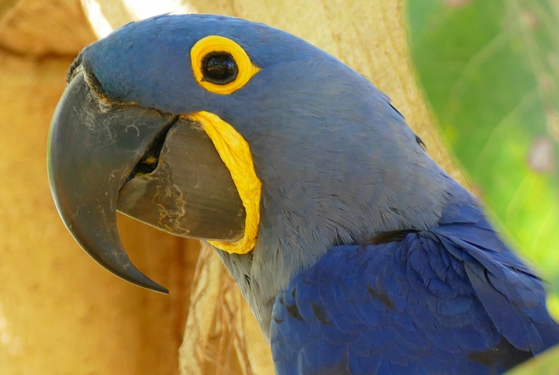 Hyacinth Macaw (Anodorhynchus hyacinthinus) (27569556513).jpg
