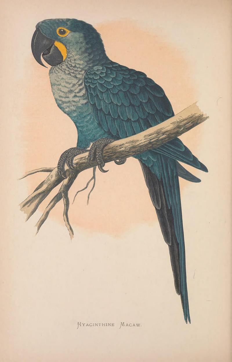 Parrots in captivity (Vol. 2. PL. 14) Hyacinthine Macaw (BHL41402621).jpg