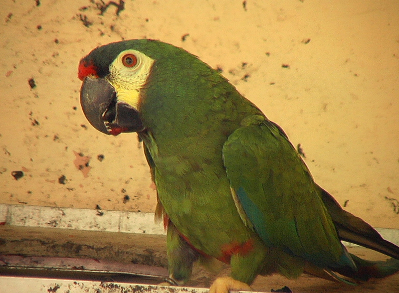 Primolius maracana -Iguacu Bird Park-6 - blue-winged macaw, Illiger's macaw (Primolius maracana).jpg