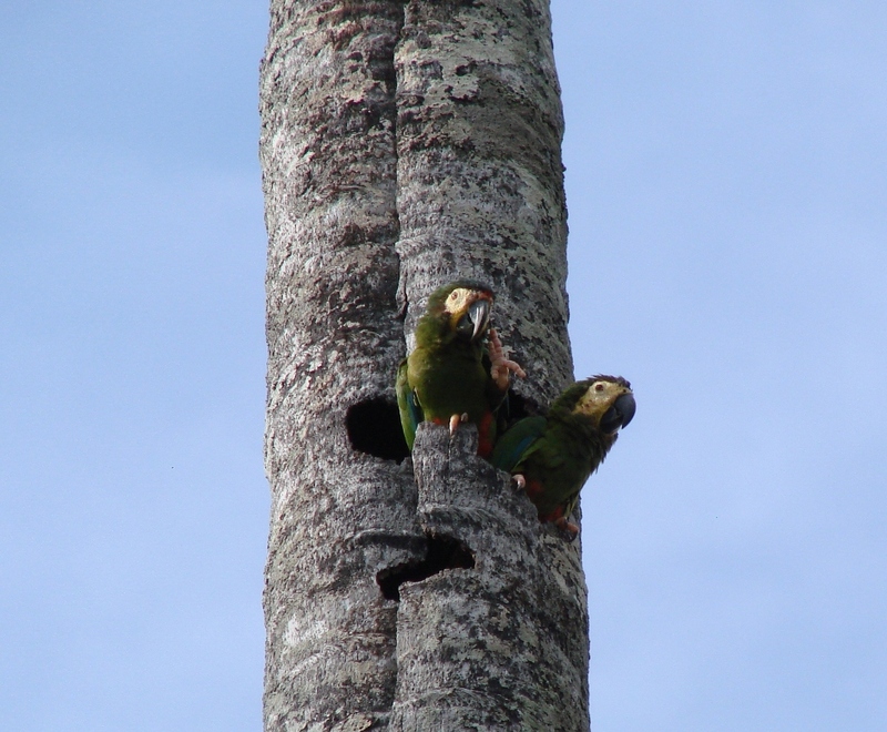 Primolius maracana -tree hole -Brazil-6.jpg