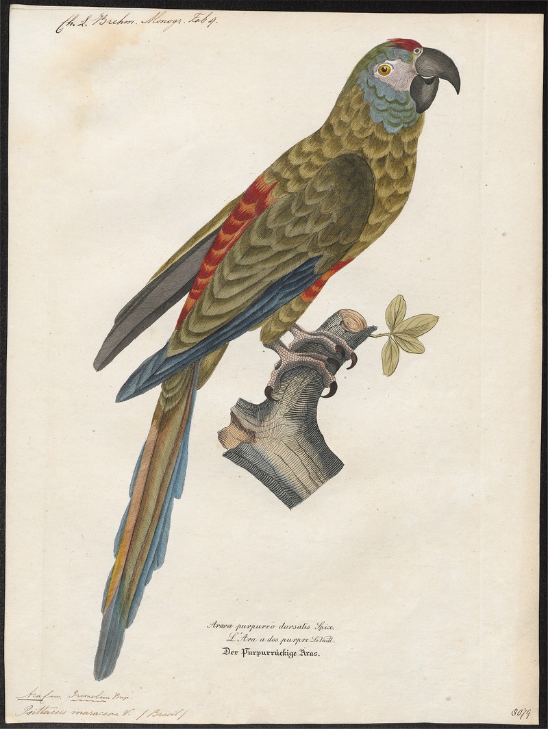 Ara maracana - 1842-1855 - Print - Iconographia Zoologica - Special Collections University of Amsterdam - UBA01 IZ18500105.jpg