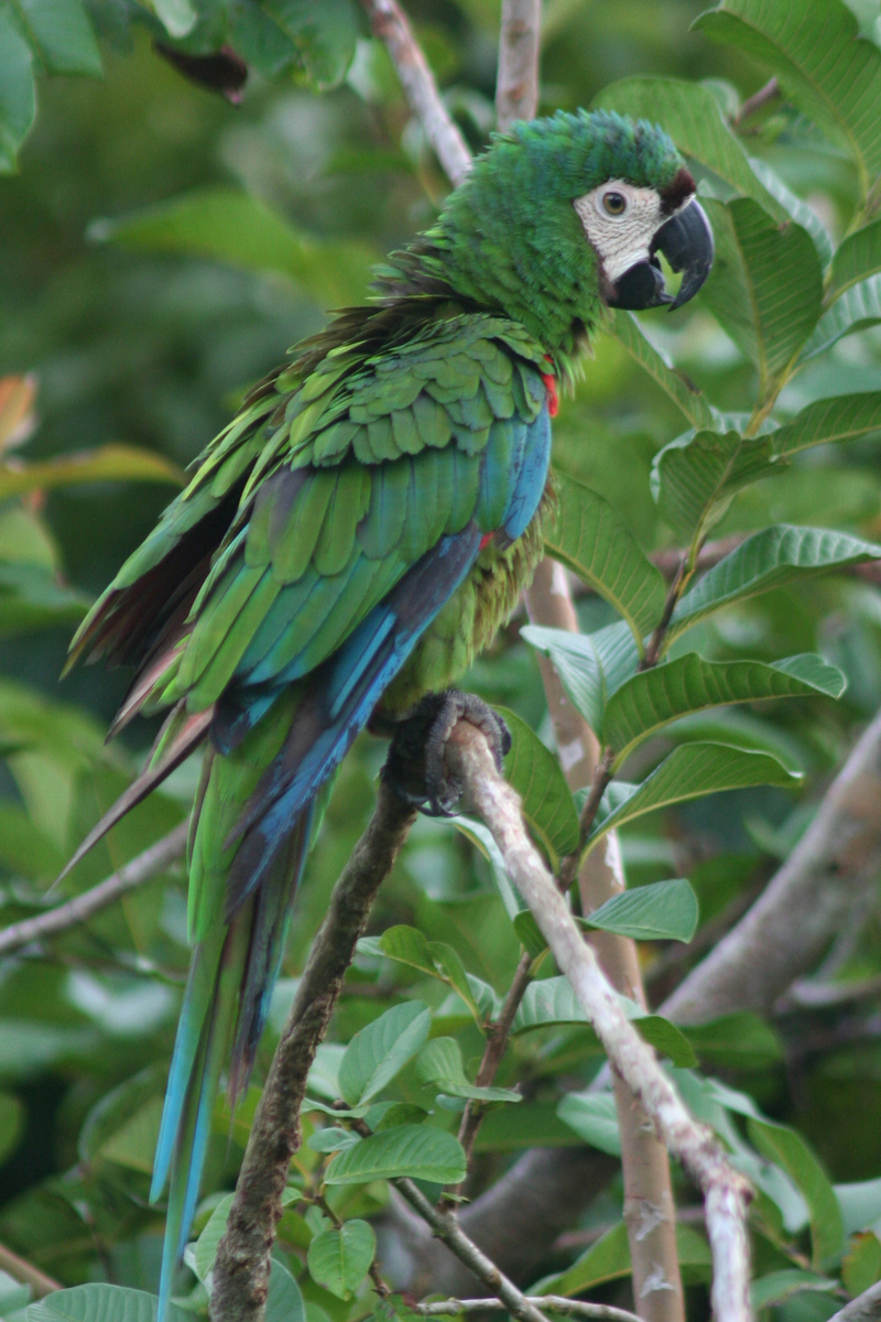 Ara severus -south Columbia-8a - chestnut-fronted macaw, severe macaw (Ara severus).jpg