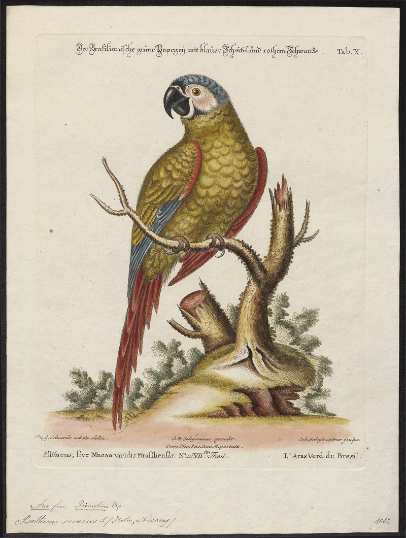 Ara severus - 1700-1880 - Print - Iconographia Zoologica - Special Collections University of Amsterdam - UBA01 IZ18500121.jpg