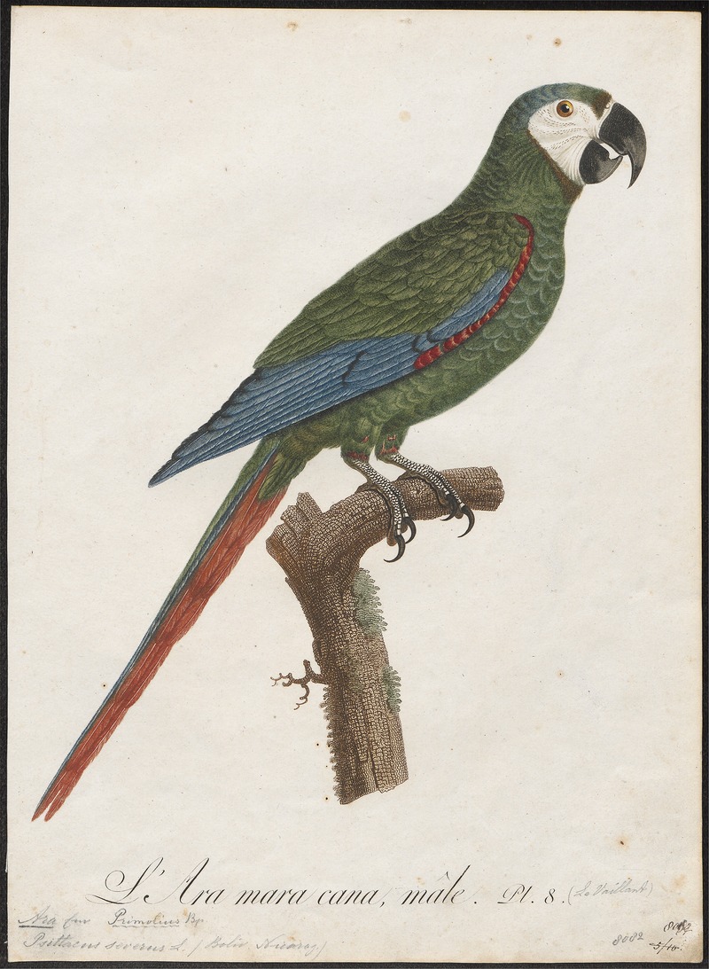 Ara severus - 1796-1808 - Print - Iconographia Zoologica - Special Collections University of Amsterdam - UBA01 IZ18500115.jpg