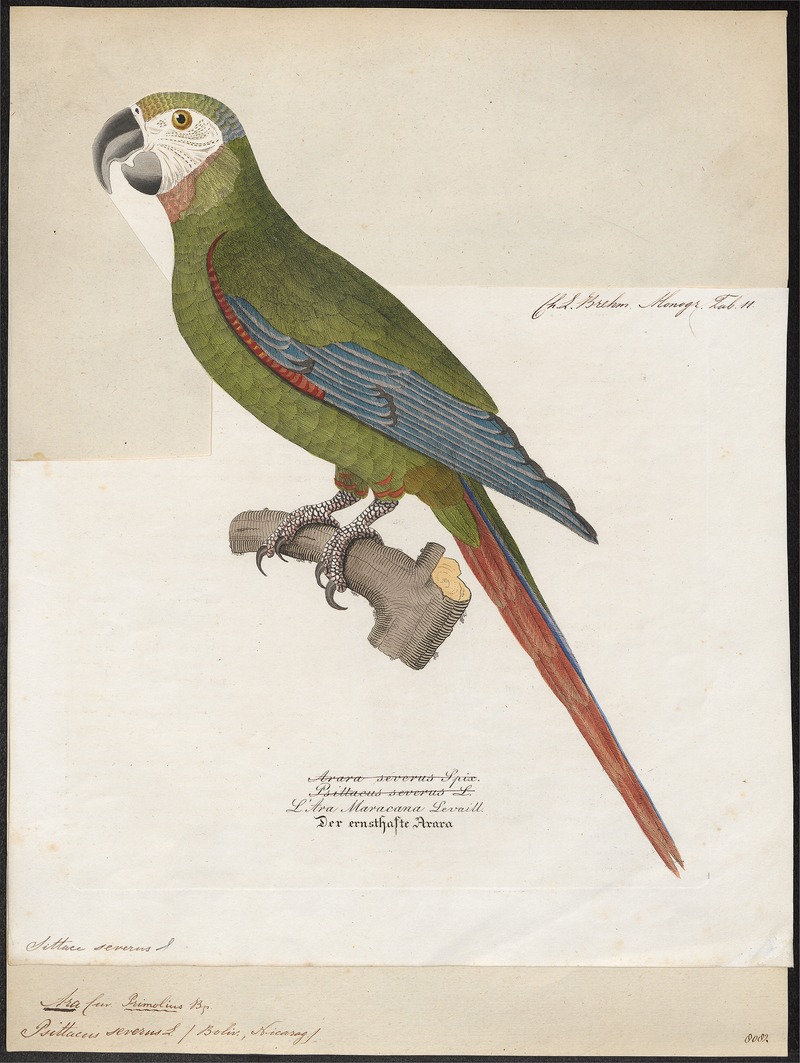 Ara severus - 1842-1855 - Print - Iconographia Zoologica - Special Collections University of Amsterdam - UBA01 IZ18500117.jpg