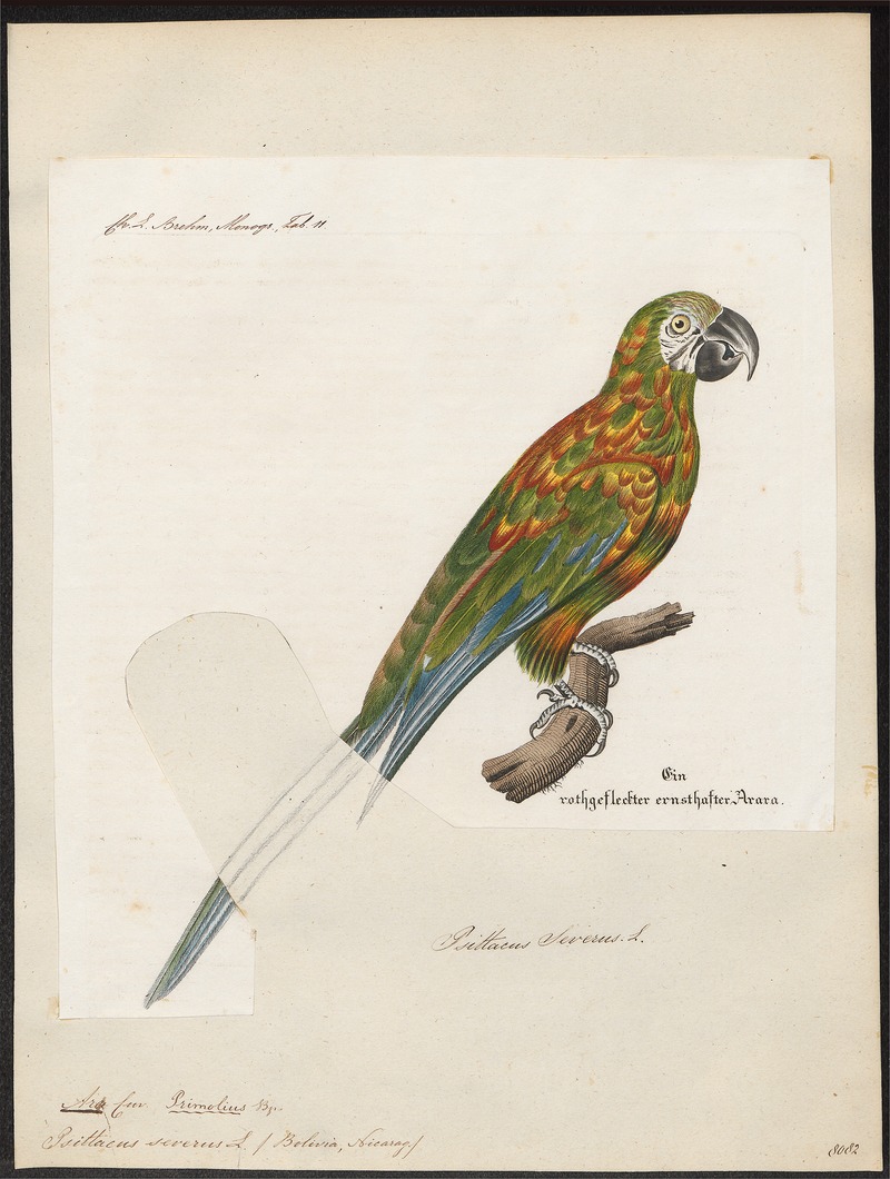 Ara severus - 1842-1855 - Print - Iconographia Zoologica - Special Collections University of Amsterdam - UBA01 IZ18500119.jpg