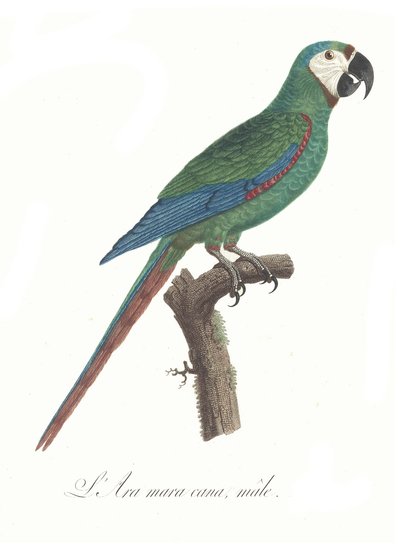 Levaillant Parrot 8.jpg