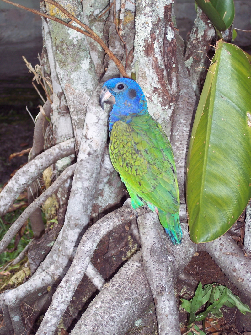 Pionus menstruus -Canaima, Venezuela-8 - blue-headed parrot (Pionus menstruus).jpg