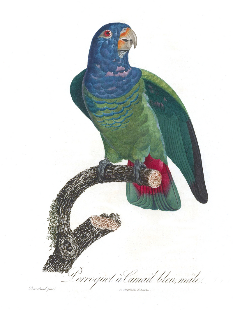 Levaillant Parrot 114.jpg