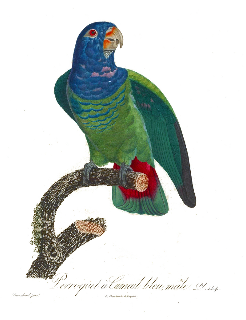 Histoire naturelle des perroquets (9949556884).jpg
