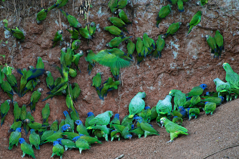 Many parrots -Anangu, Yasuni National Park, Ecuador -clay lick-8.jpg