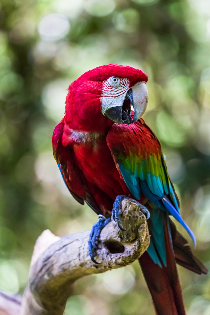 Arara Vermelha (8496805428) - green-winged macaw, red-and-green macaw (Ara chloropterus).jpg