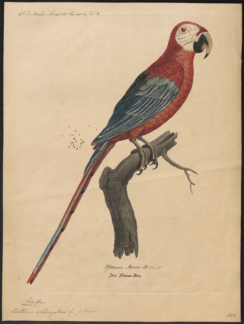 Ara chloropterus - 1842-1855 - Print - Iconographia Zoologica - Special Collections University of Amsterdam - UBA01 IZ18500087.jpg