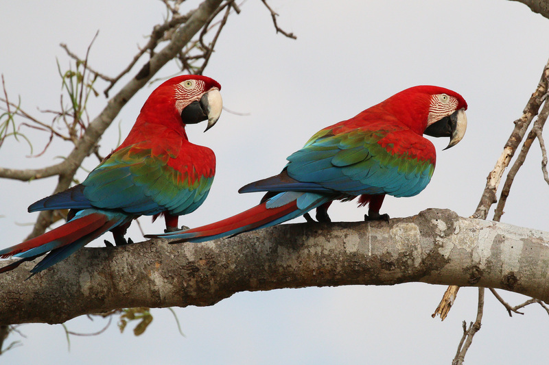 Red-and-green macaws (Ara chloropterus).JPG