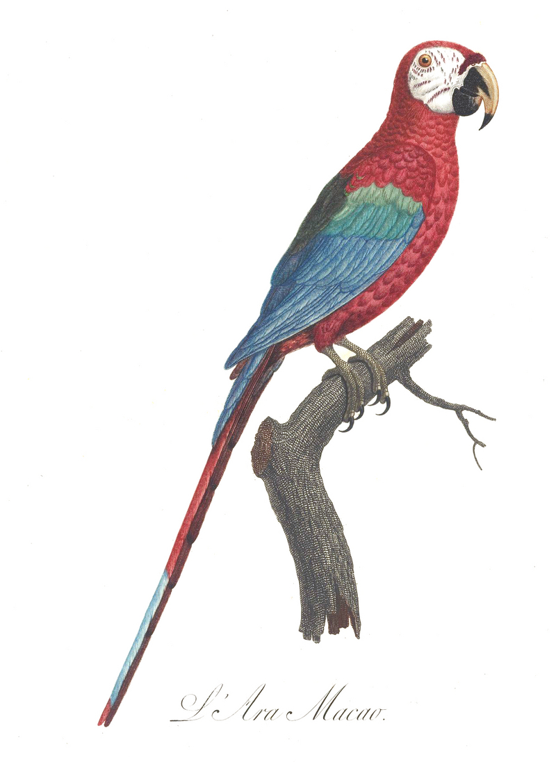 Levaillant Parrot 1.jpg