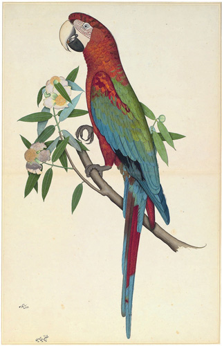 Green-Winged-Macaw.jpg