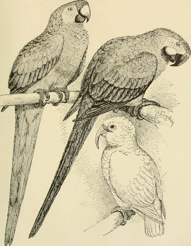 Foreign birds for cage and aviary (1910) (14732573756).jpg