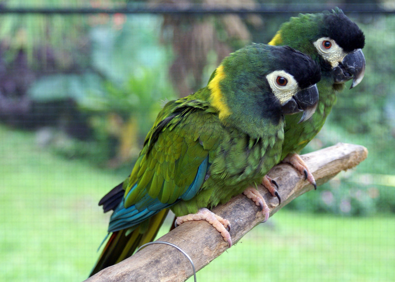 Primolius auricollis -Panaewa Rainforest Zoo, Hawaii, USA -two-8a - golden-collared macaw, yellow-collared macaw (Primolius auricollis).jpg