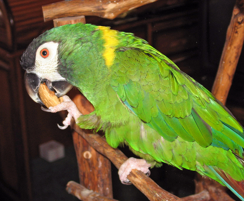 Golden-collared Macaw 041.jpg