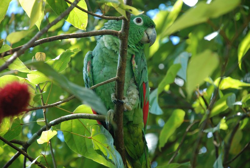 Amazona farinosa -Ecuador-8 - mealy amazon, mealy parrot (Amazona farinosa).jpg
