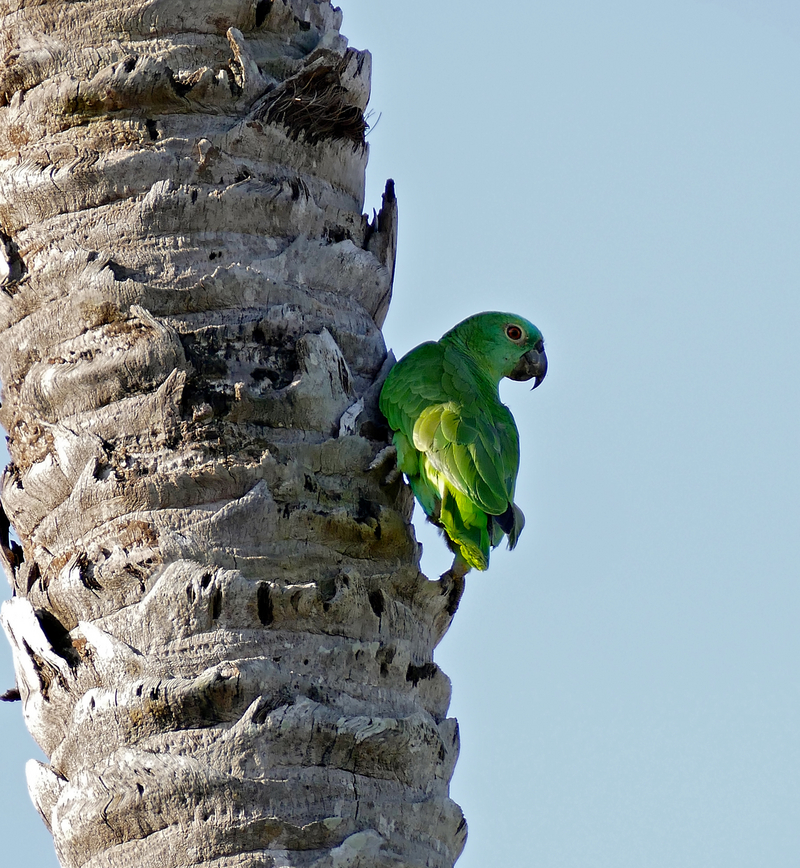 Southern Mealy Parrot (Amazona farinosa) (31018236753).jpg