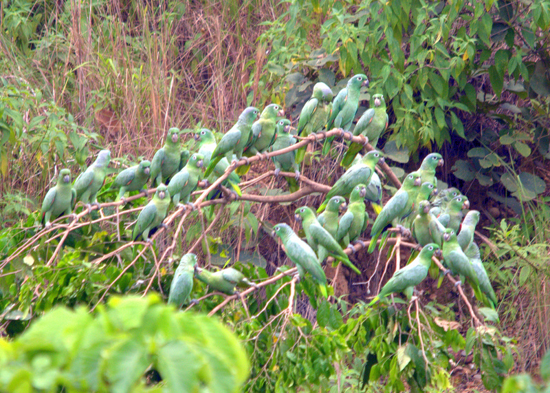 Amazona farinosa -Tambopata National Reserve, Peru-8b.jpg