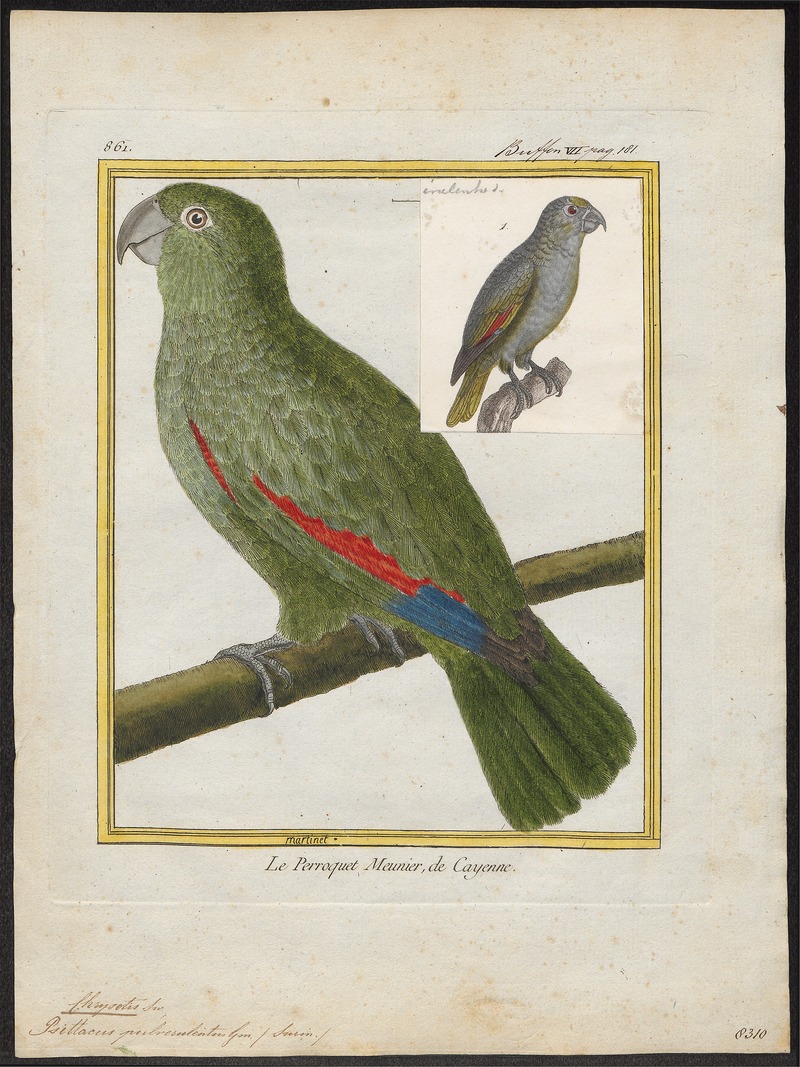 Chrysotis farinosa - 1700-1880 - Print - Iconographia Zoologica - Special Collections University of Amsterdam - UBA01 IZ18600097.jpg