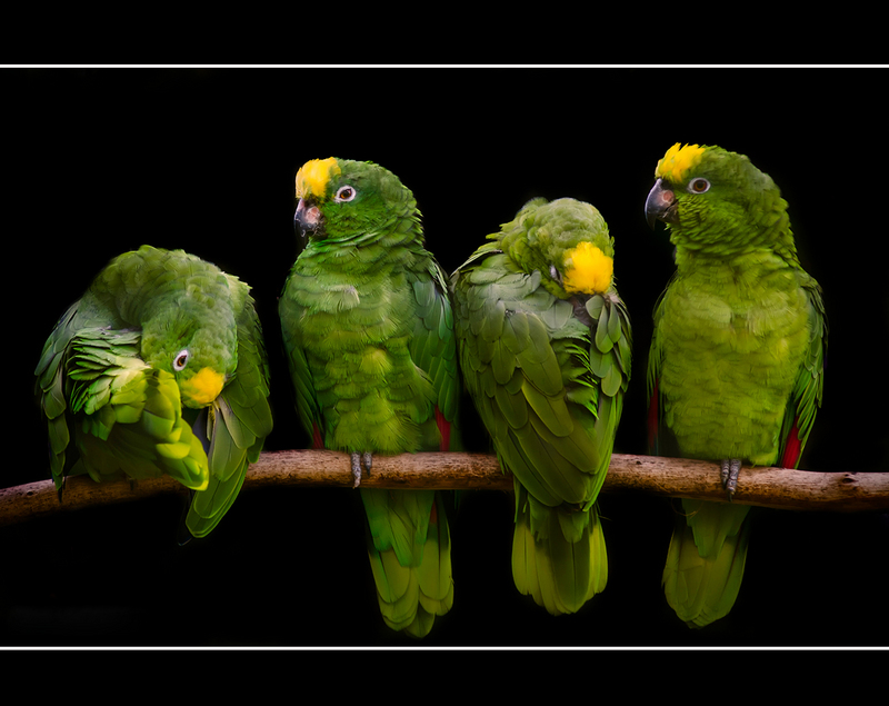 Yellow-crowned Amazon (9469687306) - yellow-crowned parrot (Amazona ochrocephala).jpg