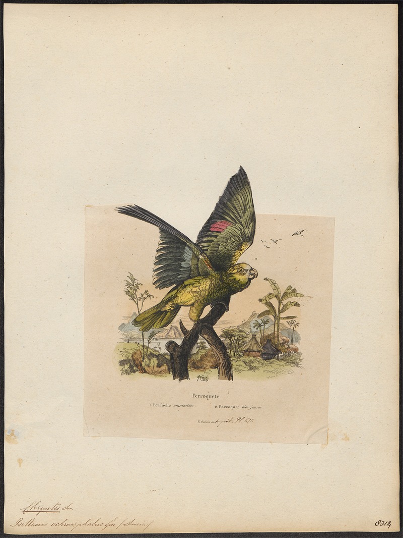 Chrysotis ochrocephala - 1838 - Print - Iconographia Zoologica - Special Collections University of Amsterdam - UBA01 IZ18600101.jpg
